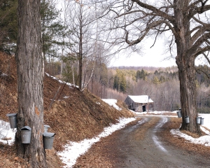 Maple taps with a sugar house in the background